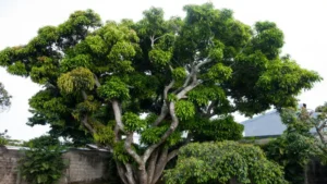 Large tree with dense foliage in an urban setting with a wall and building behind