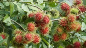 Rambutan Tree