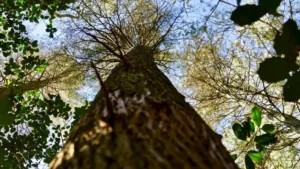 Atlantic White Cedar