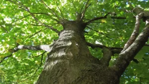 Black Maple tree