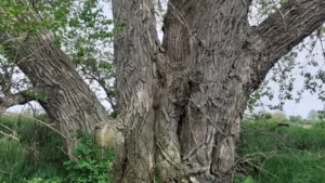 Black Poplar Wood