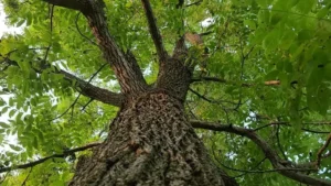 Black Walnut Wood