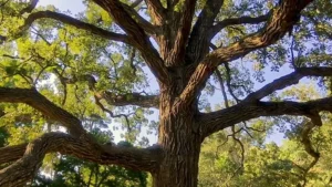 Bur Oak Wood