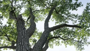 Eastern Poplar Cottonwood