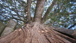 Northern White Cedar Wood