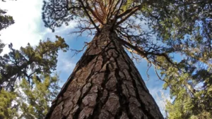 Southern Yellow Pine Wood