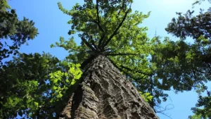 balsam poplar wood