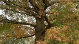 pin oak