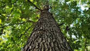 swamp white oak tree