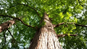 Dawn Redwood Tree