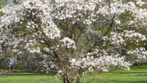 Centennial Star Magnolia Tree