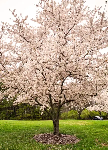 Yoshino Cherry Tree in full bloom with white flowers and green grass in the background