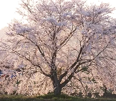 Yoshino Cherry Tree in full bloom with pink and white flowers