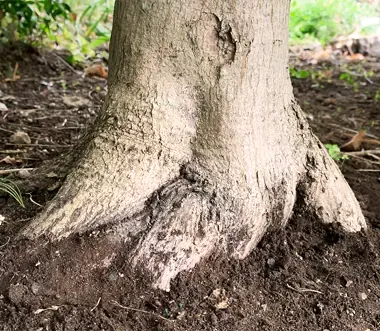 Close up of the trunk and roots of a Yoshino Cherry Tree