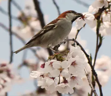 Bird perched on a branch of a Yoshino Cherry Tree with white flowers