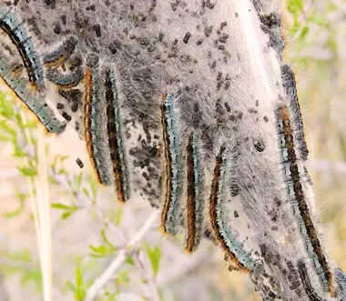 Close up of a Yoshino Cherry Tree trunk covered in black and blue caterpillars
