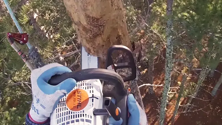 Person using a Stihl MS 201 TC-M chainsaw to cut a tree
