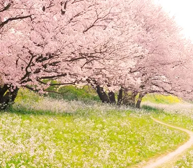 Yoshino Cherry Tree in full bloom with pink flowers and a grassy field in the background