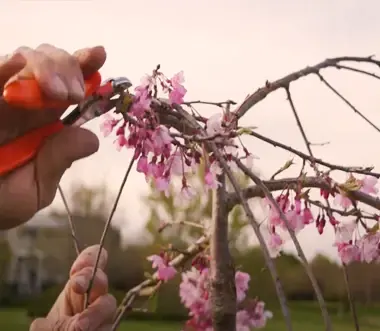 Hand holding pruning shears near a branch of a Yoshino Cherry Tree with pink flowers