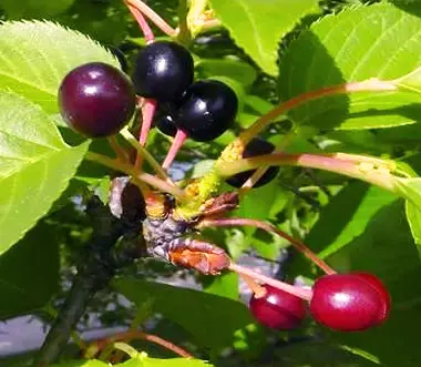Close up of Yoshino Cherry Tree berries and leaves