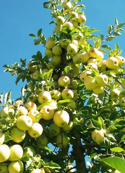 Yellow Delicious Apple Tree –