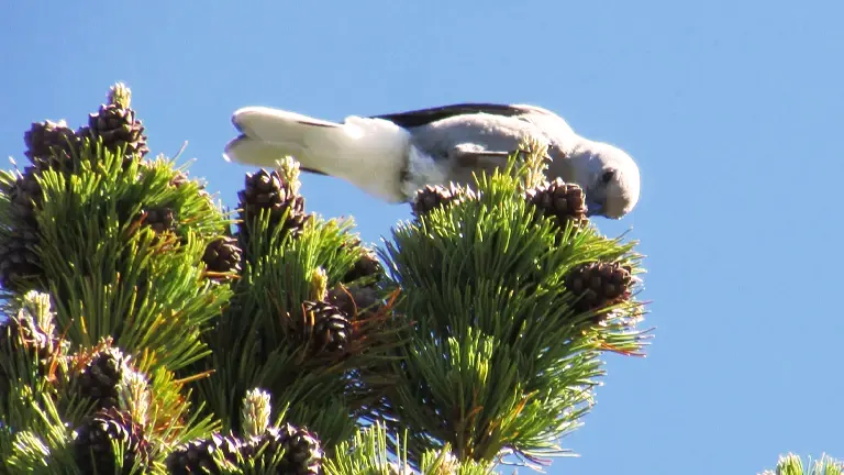 Western White Pine Facts, Growing Condition, Distribution, Habitat and  Pictures