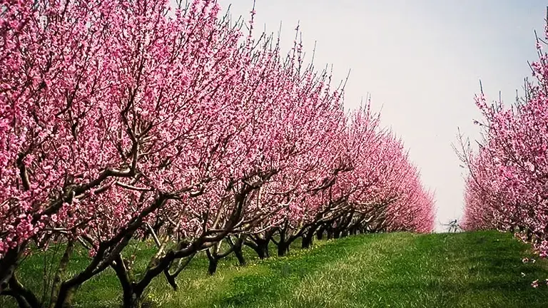 Belle of Georgia Peach Tree