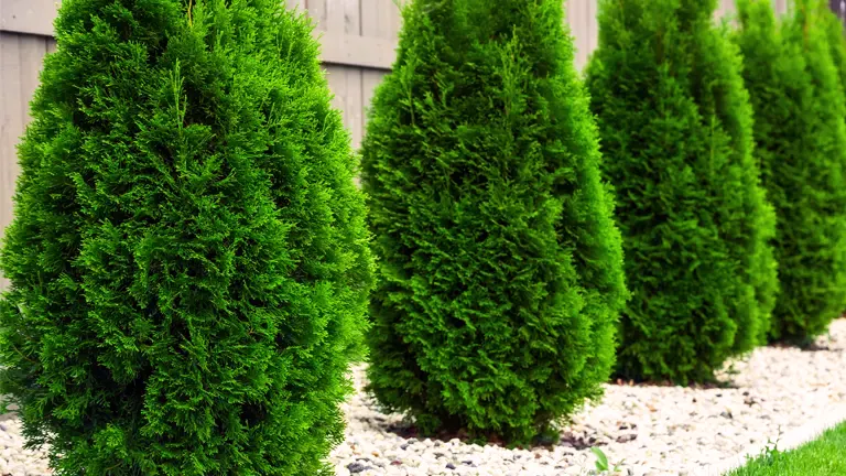 Emerald Arborvitae Tree - Forestry.com