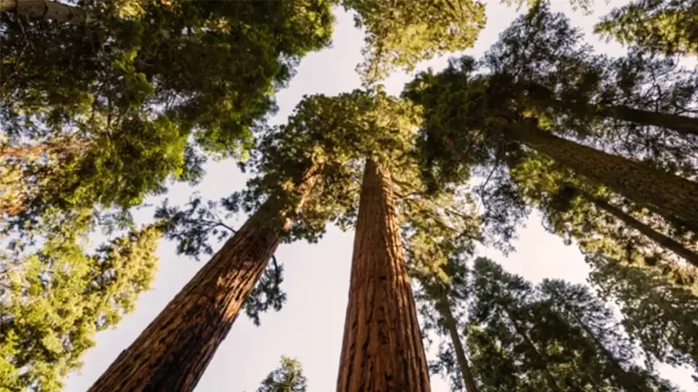 Giant Sequoia Tree