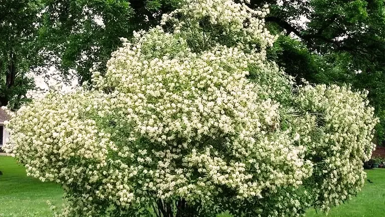 Gray Dogwood Tree