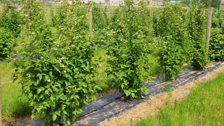 Arapaho Blackberry Tree