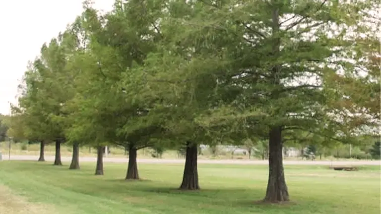 Bald Cypress Tree