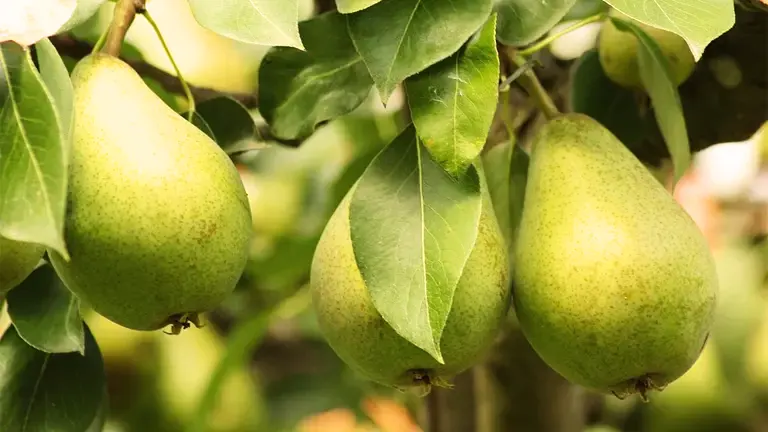 Bartlett Pear Tree