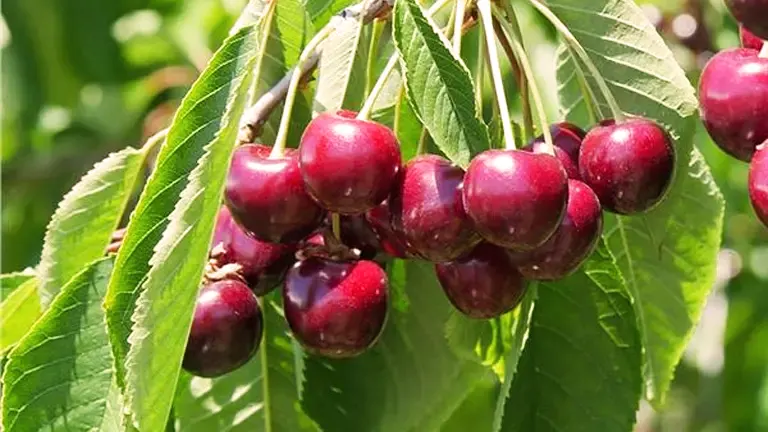 Bing Cherry Tree