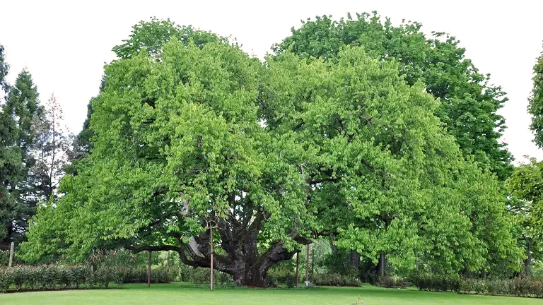 Black Tartarian Cherry