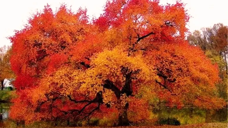 Black Tupelo Tree