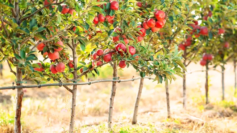 Early Harvest Apple Tree