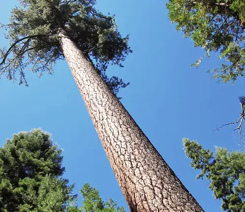 Sugar pine Tree