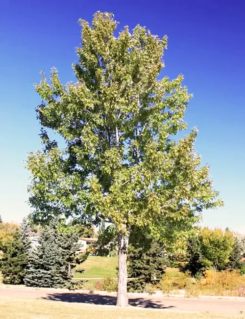 Silver Maple Tree Forestry Com   Pahaba Copy 4.webp