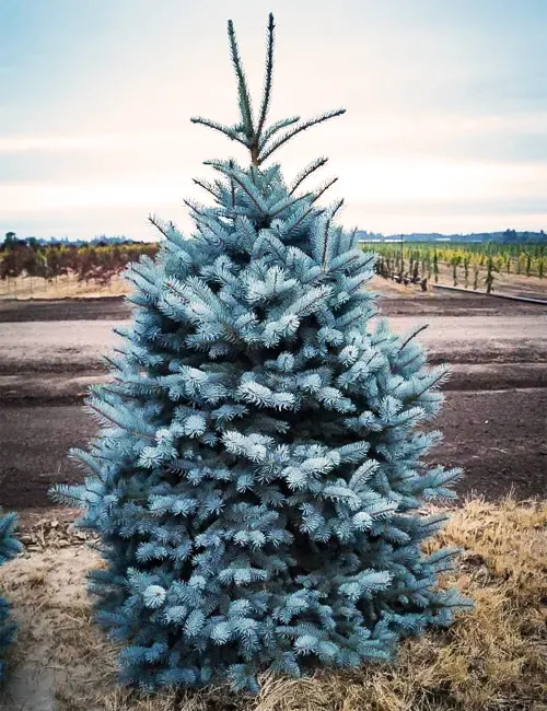 Colorado Blue Spruce Tree 