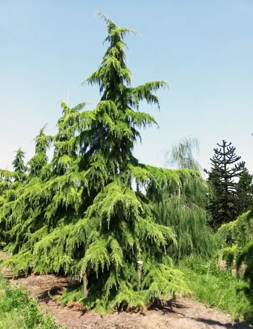 Deodar Cedar Tree - Forestry.com
