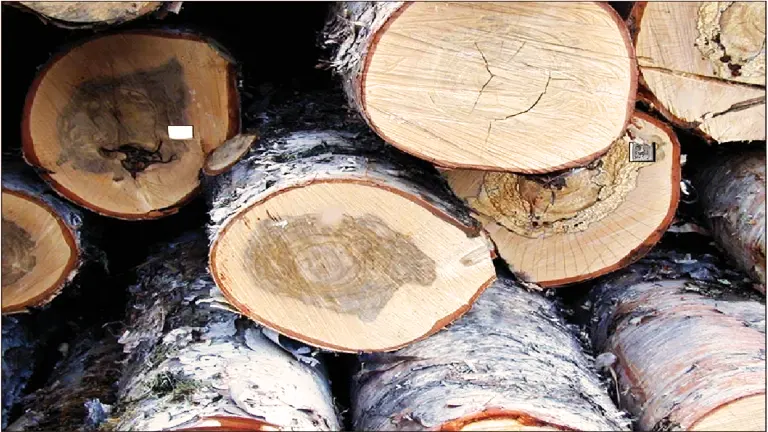 Alaska Birch Lumber