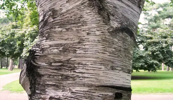 Gray Birch Lumber
