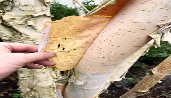 Paper Birch Lumber