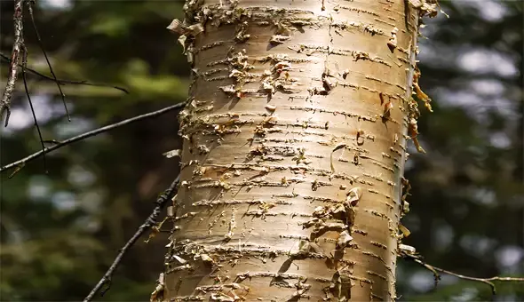 Yellow Birch Lumber