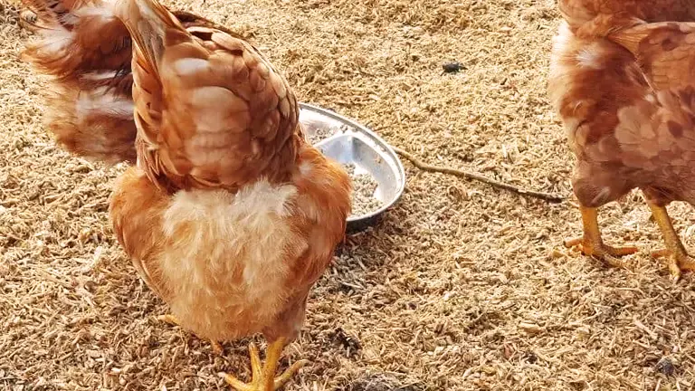 Two chickens feeding on a bed of wood shavings.