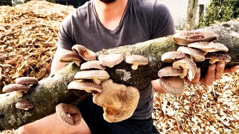 Person holding a log with mushrooms against a backdrop of sawmill off cuts.