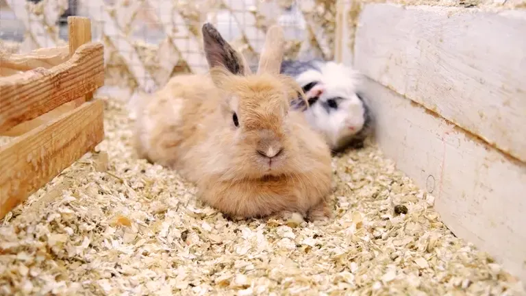 A rabbit sitting on a bed of wood shavings inside a small enclosure.