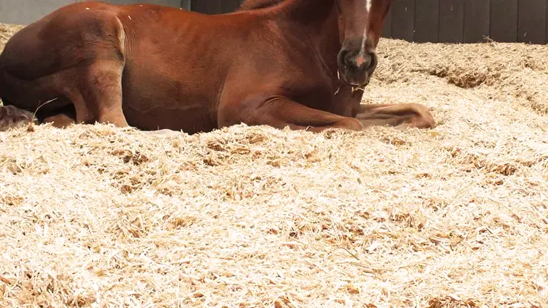 A horse lying on a thick layer of wood shavings in a paddock.