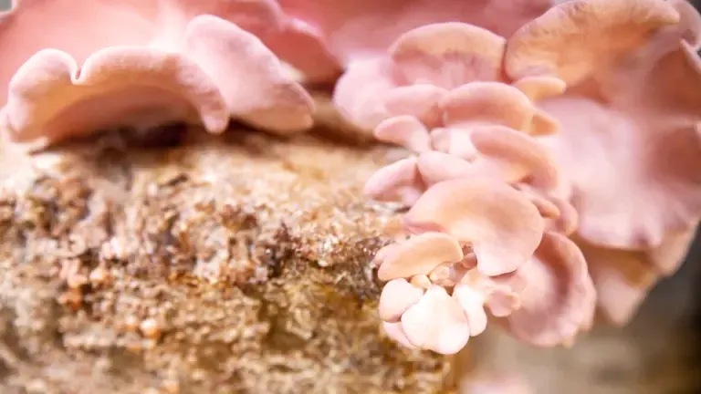 Pink mushrooms growing on a sawdust block.